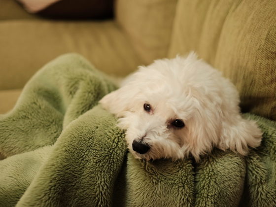 ペットホテル案内