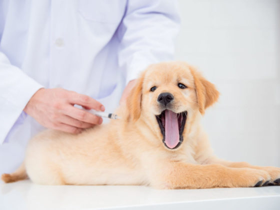 予防接種・予防診療